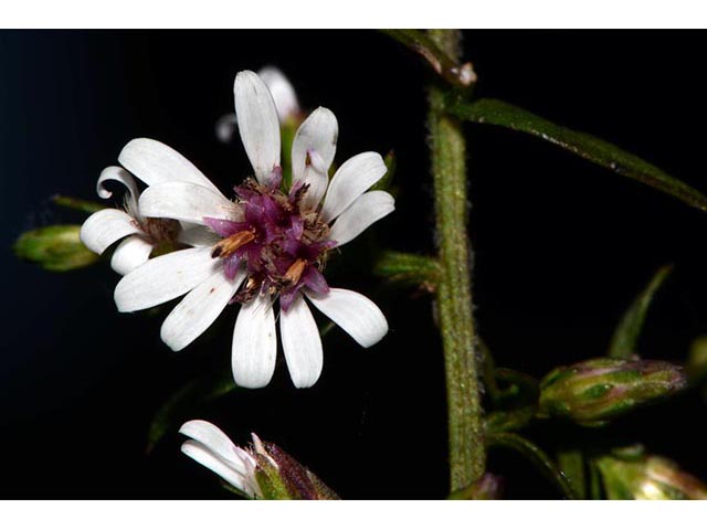 Symphyotrichum lateriflorum (Calico aster) #76003