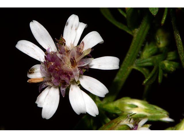 Symphyotrichum lateriflorum (Calico aster) #76004