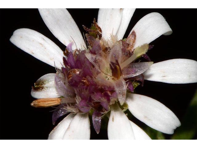 Symphyotrichum lateriflorum (Calico aster) #76005