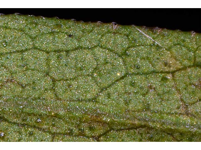 Symphyotrichum lateriflorum (Calico aster) #76011