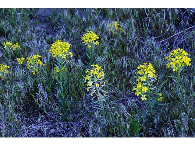 Erysimum asperum (Western wallflower) #76012