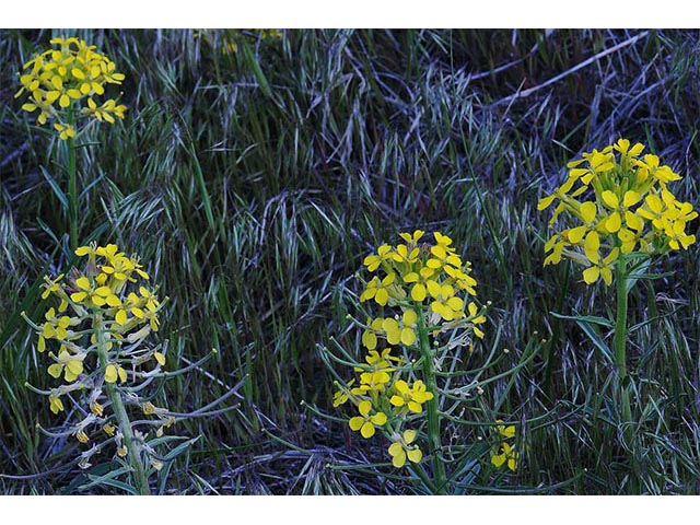 Erysimum asperum (Western wallflower) #76013