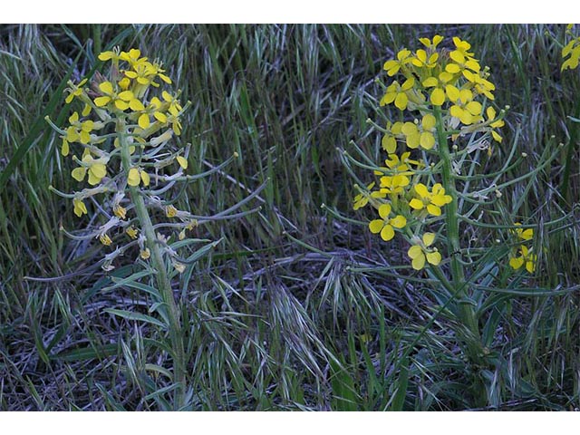 Erysimum asperum (Western wallflower) #76014