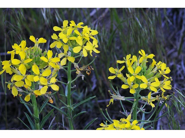 Erysimum asperum (Western wallflower) #76015