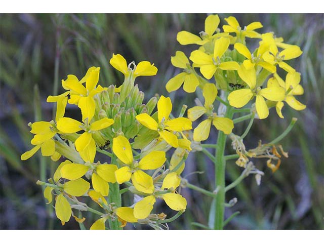 Erysimum asperum (Western wallflower) #76016