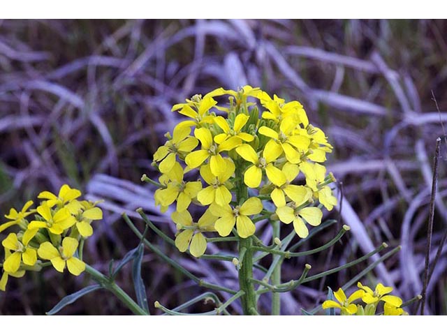 Erysimum asperum (Western wallflower) #76017