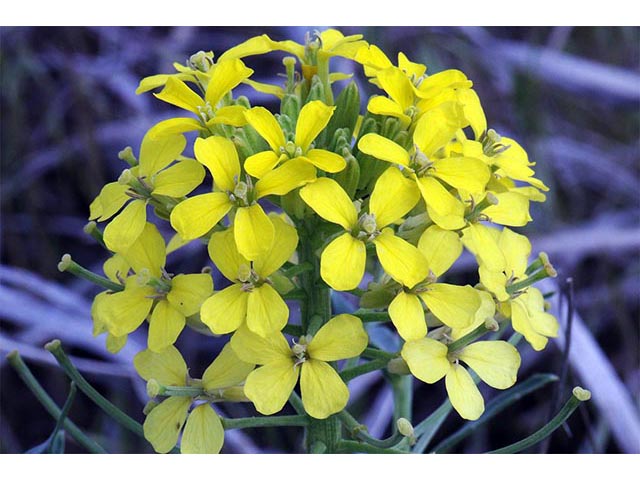 Erysimum asperum (Western wallflower) #76018