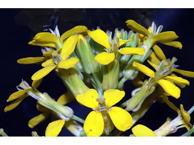 Erysimum asperum (Western wallflower) #76020