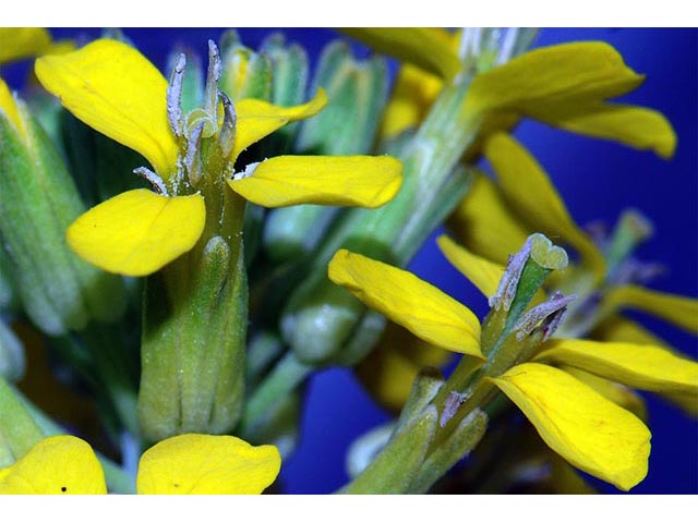 Erysimum asperum (Western wallflower) #76021