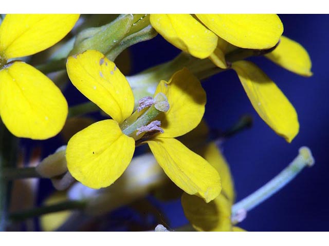 Erysimum asperum (Western wallflower) #76023