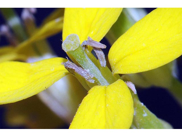 Erysimum asperum (Western wallflower) #76026