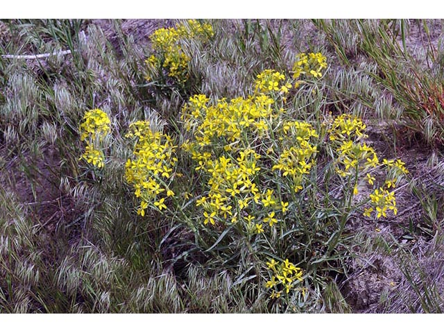 Erysimum asperum (Western wallflower) #76027