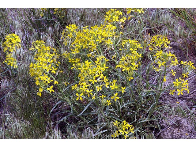 Erysimum asperum (Western wallflower) #76028