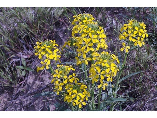 Erysimum asperum (Western wallflower) #76029