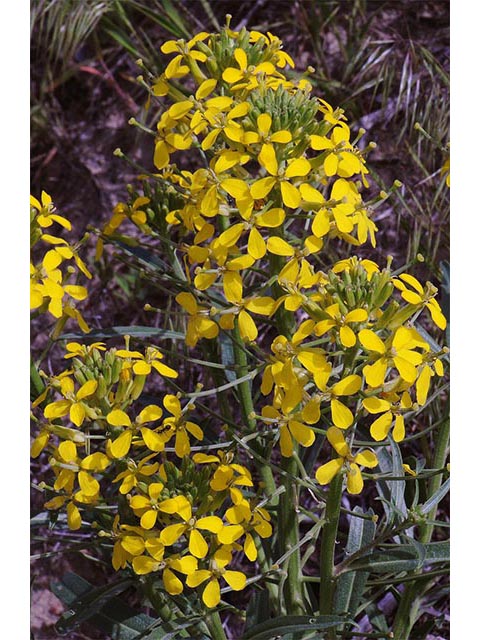 Erysimum asperum (Western wallflower) #76030