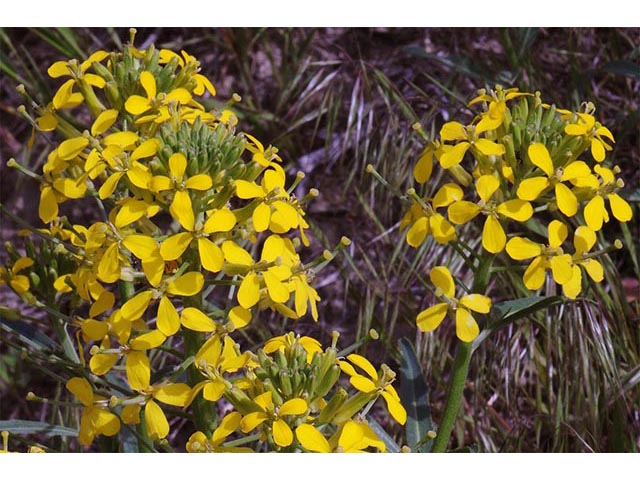 Erysimum asperum (Western wallflower) #76031