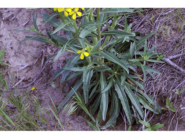 Erysimum asperum (Western wallflower) #76032