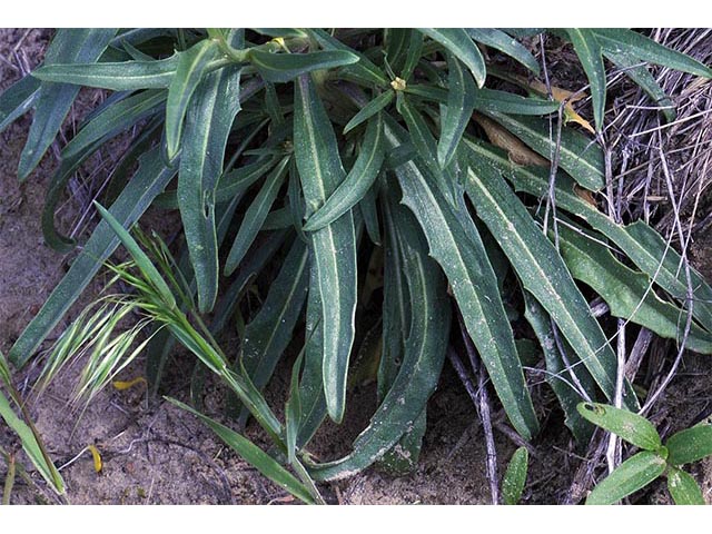 Erysimum asperum (Western wallflower) #76033