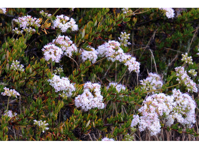 Eriogonum fasciculatum (Eastern mojave buckwheat) #52004