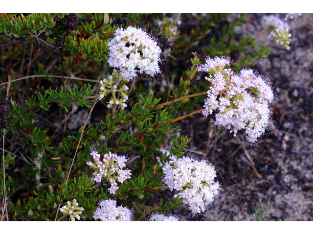 Eriogonum fasciculatum (Eastern mojave buckwheat) #52005