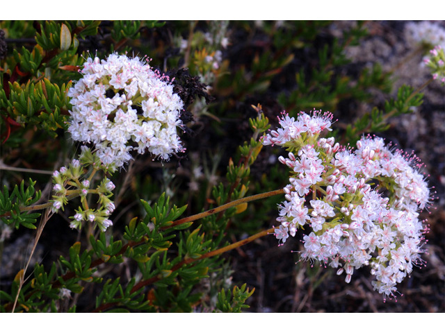 Eriogonum fasciculatum (Eastern mojave buckwheat) #52006