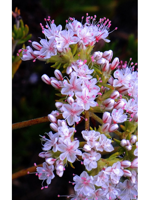 Eriogonum fasciculatum (Eastern mojave buckwheat) #52007