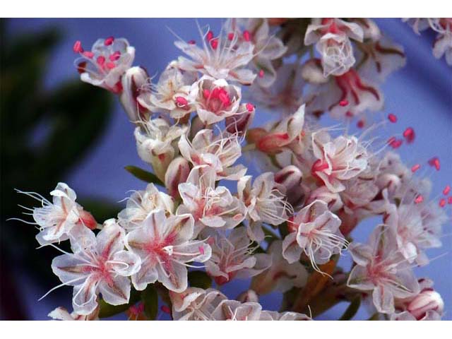 Eriogonum fasciculatum (Eastern mojave buckwheat) #52008