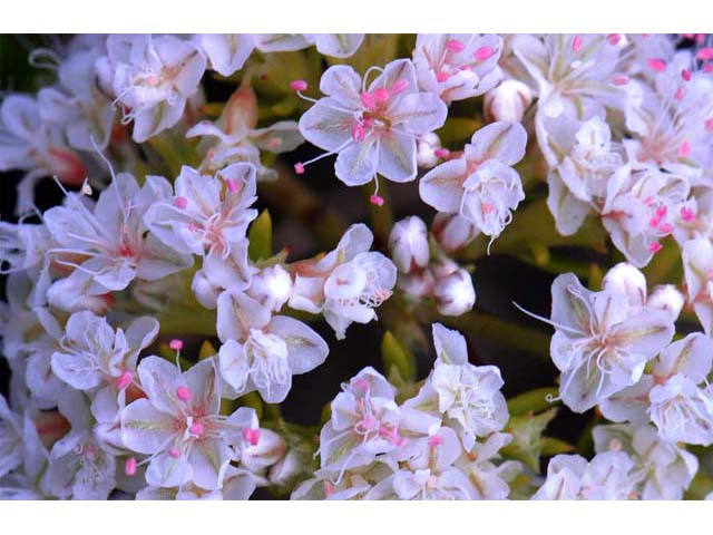 Eriogonum fasciculatum (Eastern mojave buckwheat) #52013