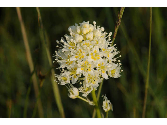 Zigadenus venenosus (Meadow death camas) #76216