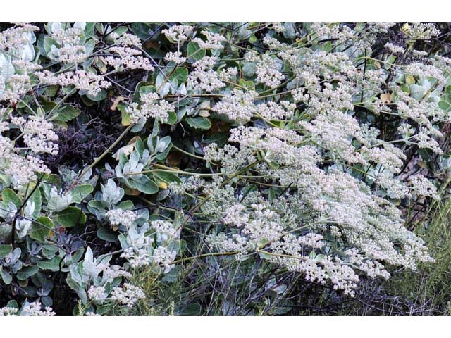 Eriogonum giganteum (St. catherine's lace) #52125