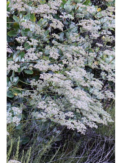 Eriogonum giganteum (St. catherine's lace) #52126