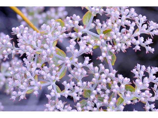 Eriogonum giganteum (St. catherine's lace) #52127