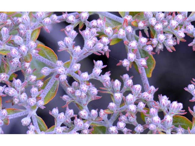 Eriogonum giganteum (St. catherine's lace) #52128