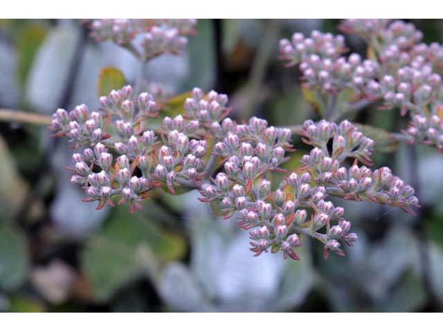 Eriogonum giganteum (St. catherine's lace) #52129