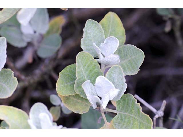 Eriogonum giganteum (St. catherine's lace) #52130