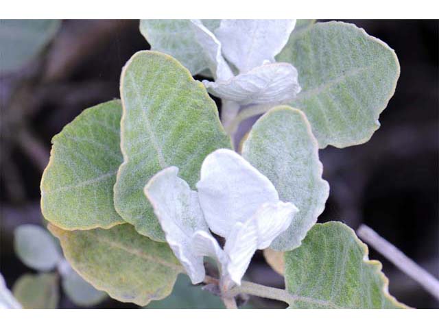 Eriogonum giganteum (St. catherine's lace) #52131