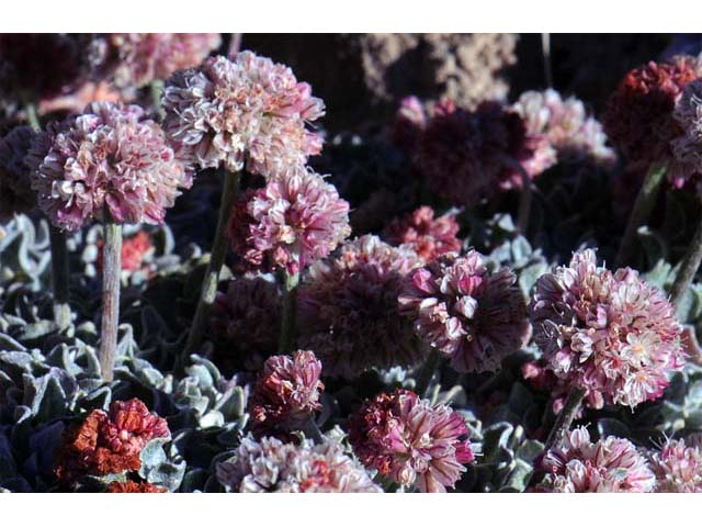 Eriogonum ovalifolium var. nivale (Cushion buckwheat) #53638