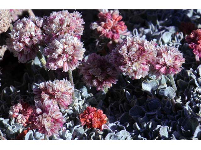 Eriogonum ovalifolium var. nivale (Cushion buckwheat) #53639