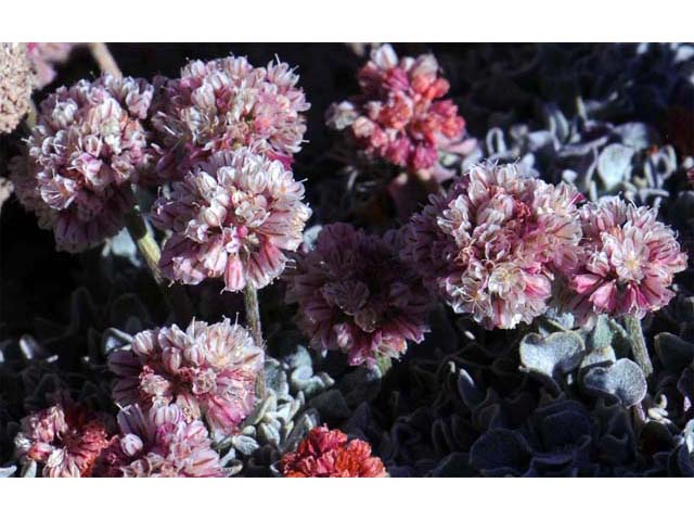 Eriogonum ovalifolium var. nivale (Cushion buckwheat) #53640