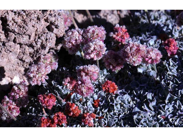 Eriogonum ovalifolium var. nivale (Cushion buckwheat) #53641