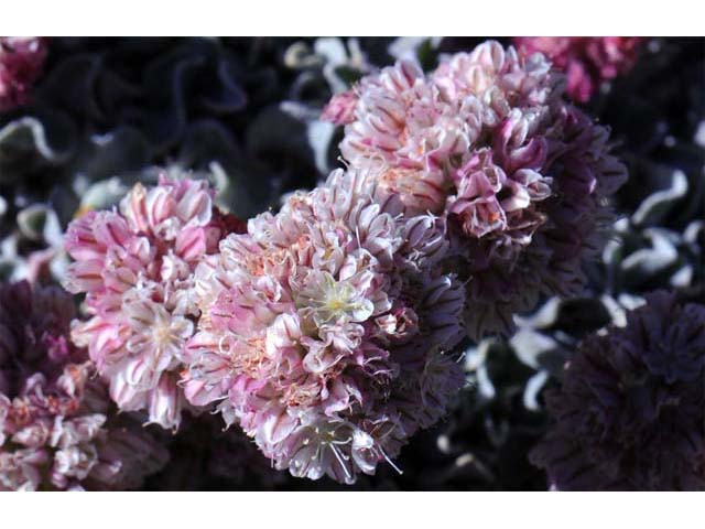 Eriogonum ovalifolium var. nivale (Cushion buckwheat) #53642