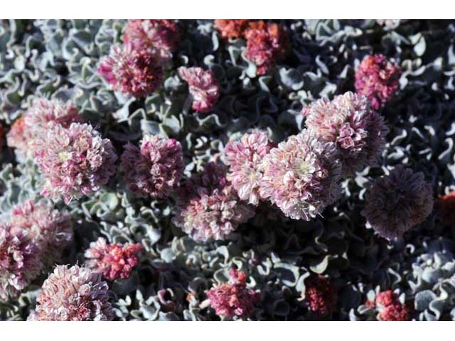 Eriogonum ovalifolium var. nivale (Cushion buckwheat) #53643