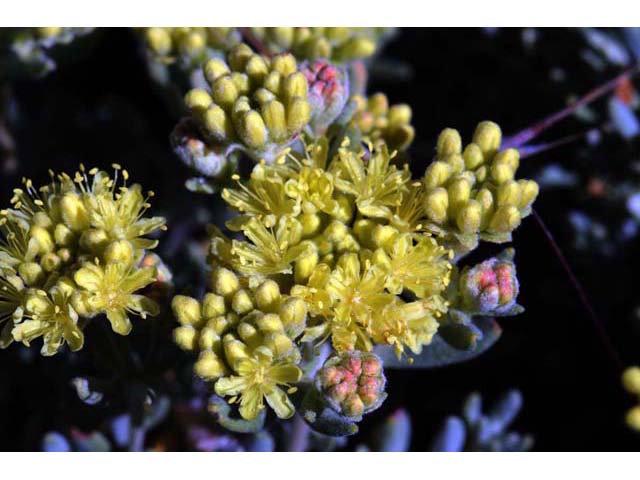 Eriogonum sphaerocephalum (Rock buckwheat) #54586