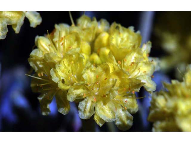 Eriogonum sphaerocephalum (Rock buckwheat) #54591