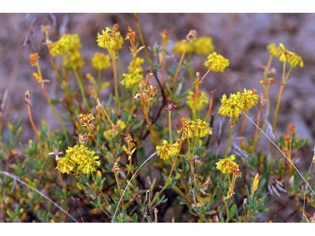 Eriogonum sphaerocephalum (Rock buckwheat) #54594