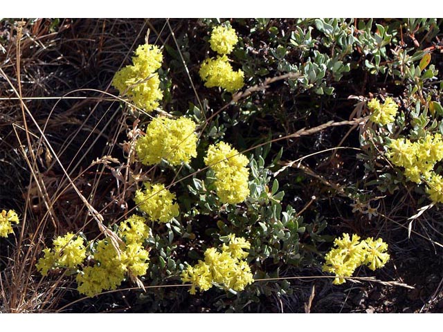 Eriogonum sphaerocephalum (Rock buckwheat) #54615