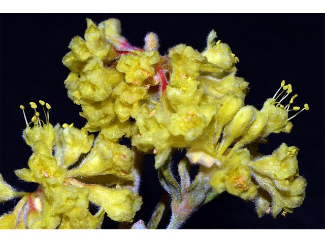 Eriogonum sphaerocephalum (Rock buckwheat) #54619