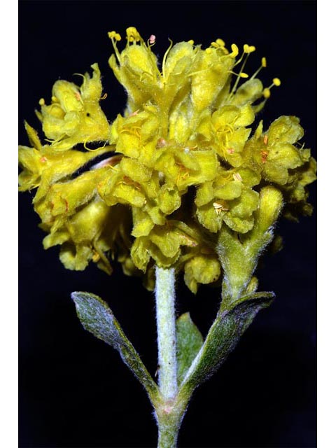 Eriogonum sphaerocephalum (Rock buckwheat) #54622