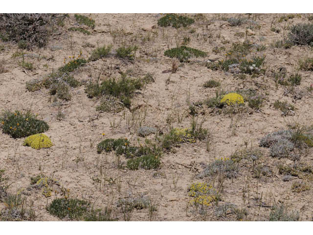 Eriogonum acaule (Singlestem buckwheat) #57141