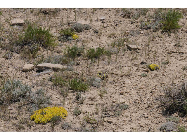 Eriogonum acaule (Singlestem buckwheat) #57142